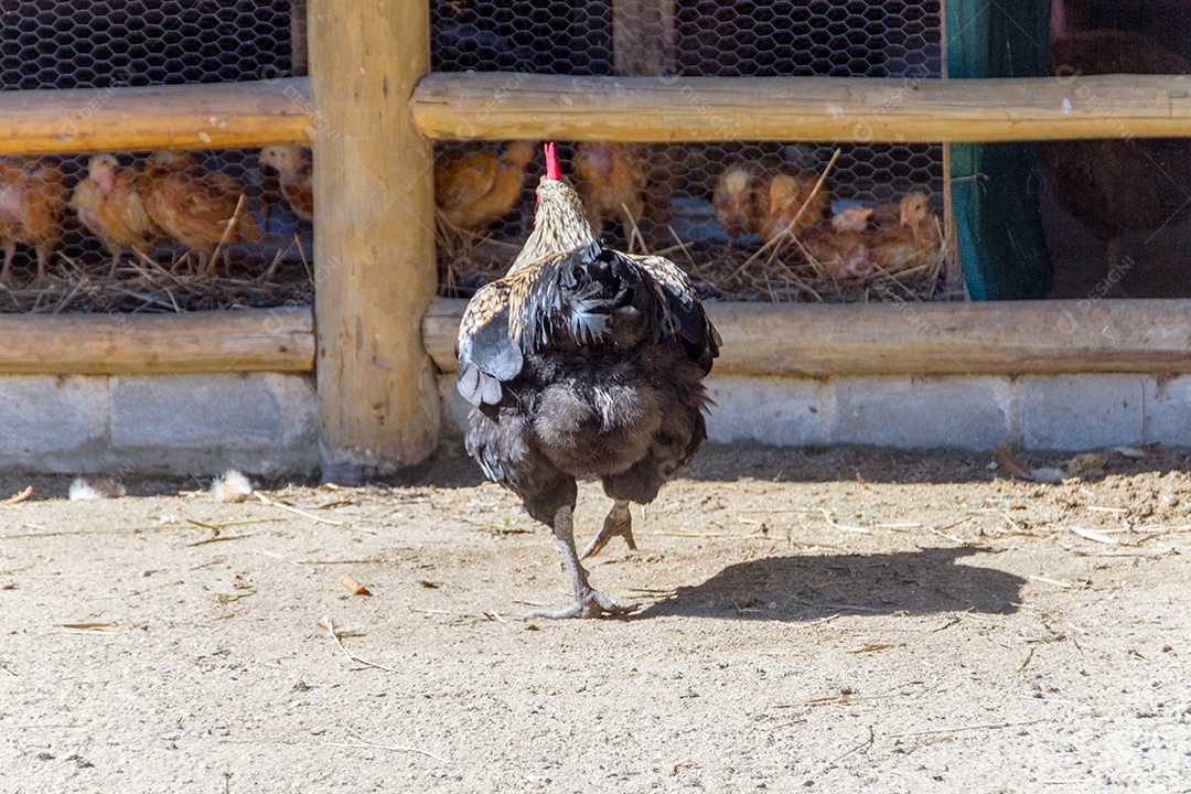 frango ao ar livre no Rio de Janeiro Brasil.