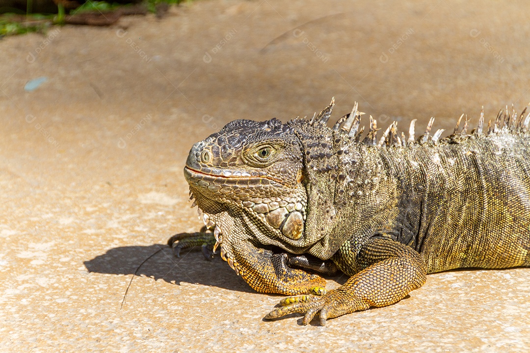 iguana ao ar livre no Rio de Janeiro Brasil.