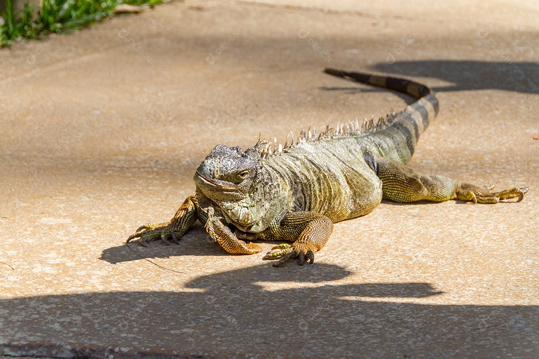 iguana ao ar livre no Rio de Janeiro Brasil.