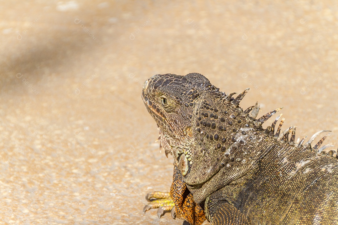 iguana ao ar livre no Rio de Janeiro Brasil.