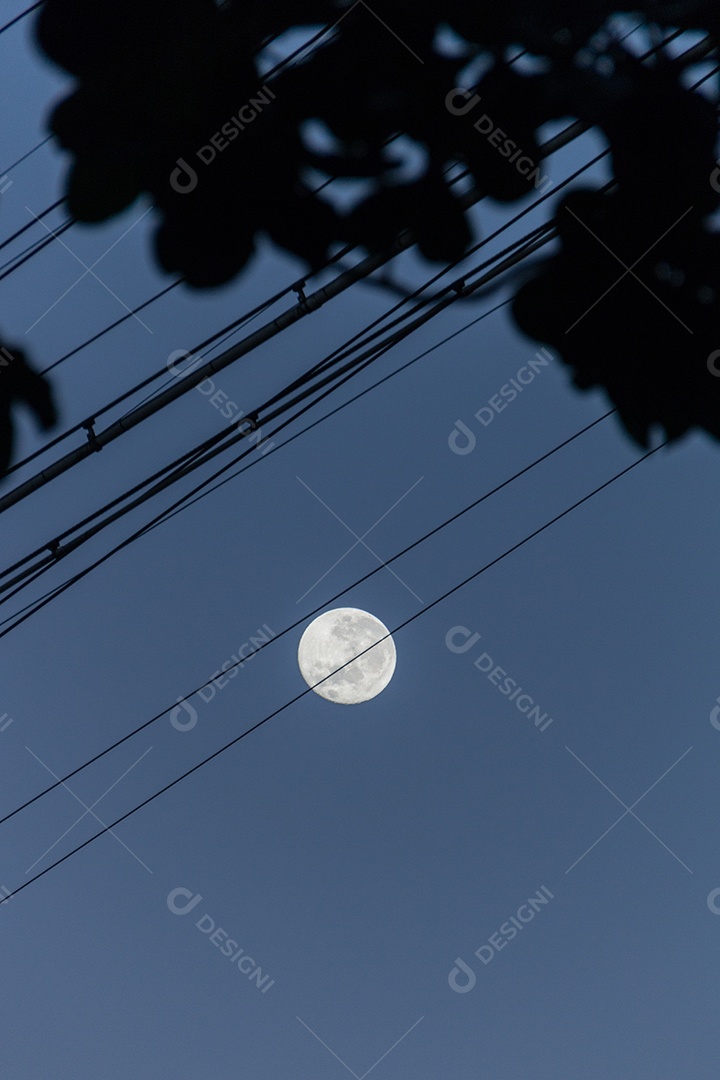 silhueta de cabos e folhas com uma linda lua cheia no Rio de Janeiro Brasil.