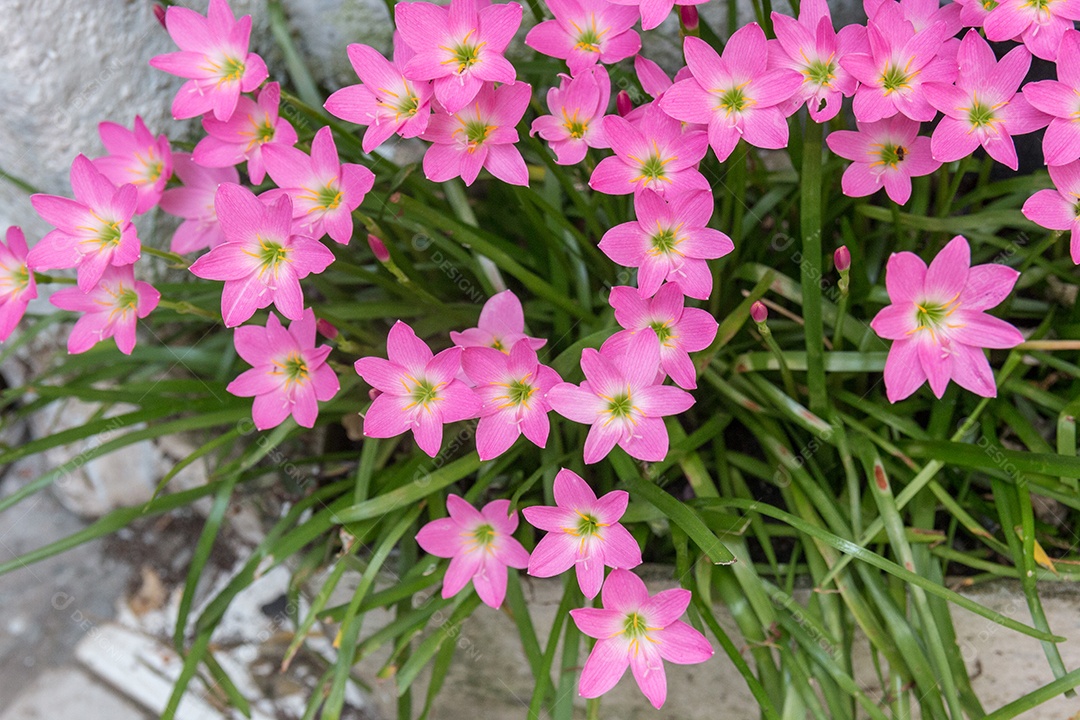 jardim de lírio de chuva logo após a floração na cidade do rio de janeiro.