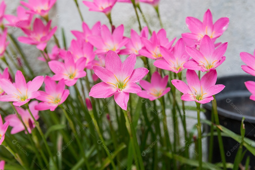 jardim de lírio de chuva logo após a floração na cidade do rio de janeiro.