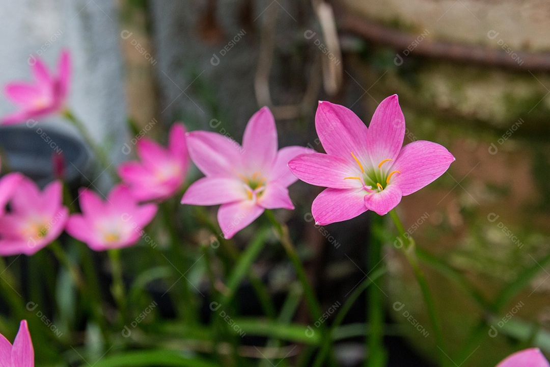 jardim de lírio de chuva logo após a floração na cidade do rio de janeiro.