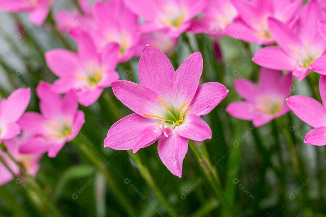 jardim de lírio de chuva logo após a floração na cidade do rio de janeiro.