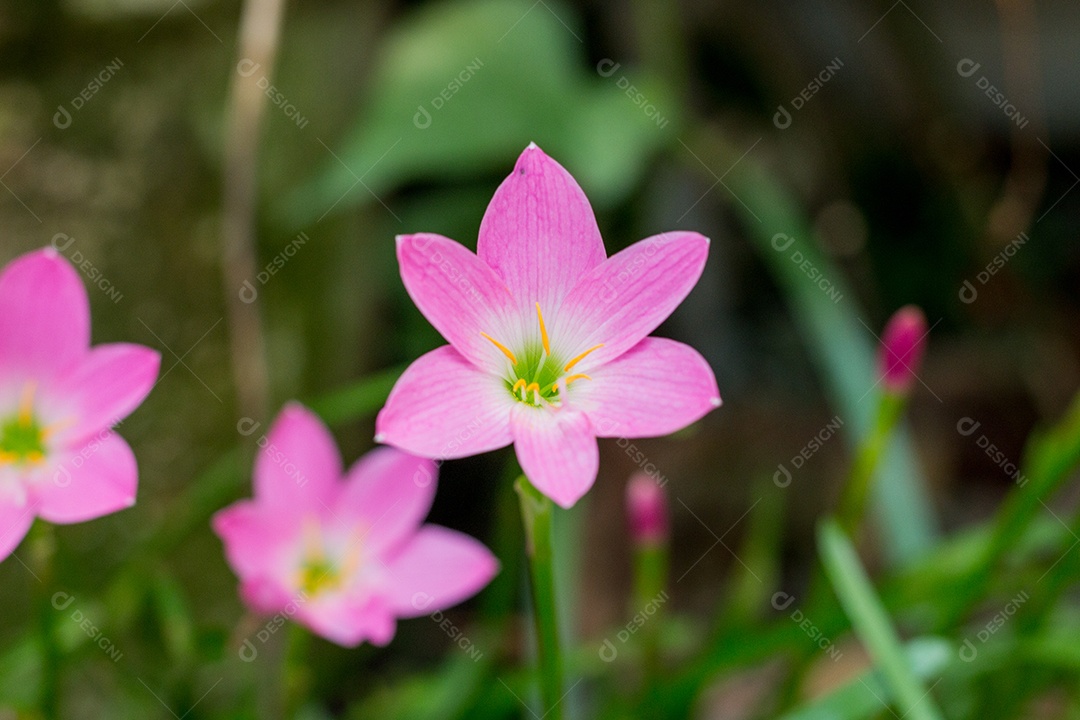jardim de lírio de chuva logo após a floração na cidade do rio de janeiro.
