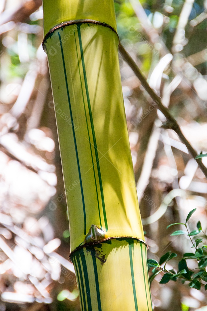 pedaço de bambu ao ar livre no Rio de Janeiro Brasil.