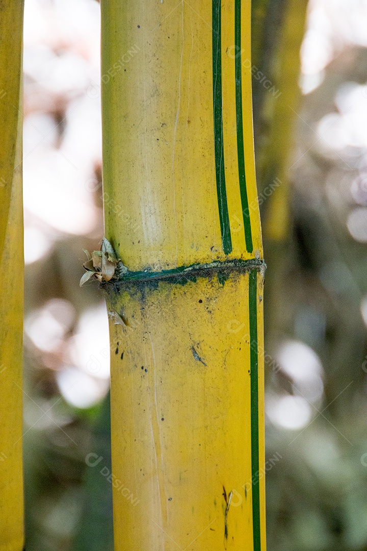 pedaço de bambu ao ar livre no Rio de Janeiro Brasil.