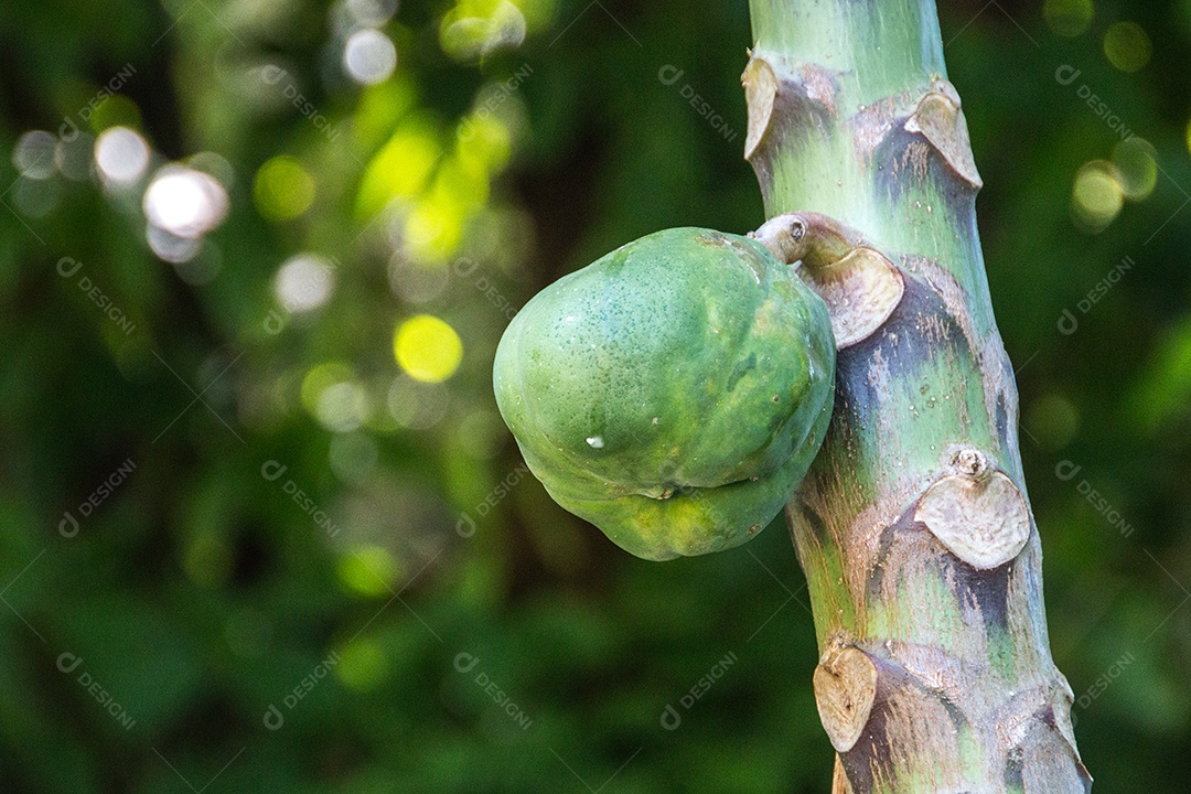 mamão verde ao ar livre no Rio de Janeiro Brasil.