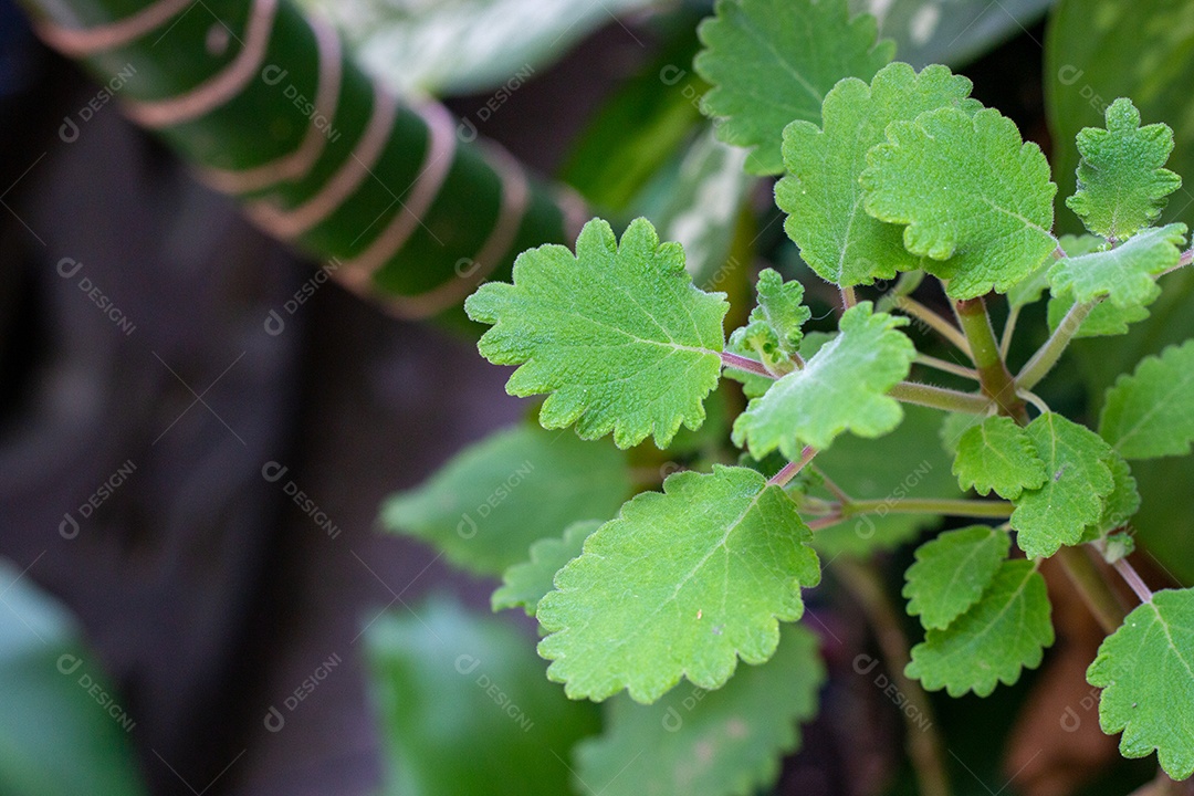boldo sai em um jardim no bairro de Copacabana, no Rio de Janeiro.