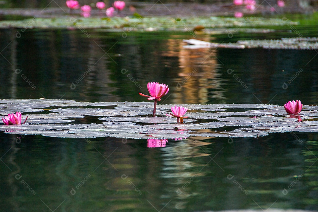 Flor da planta Victoria Regia em um lago no Rio de Janeiro.