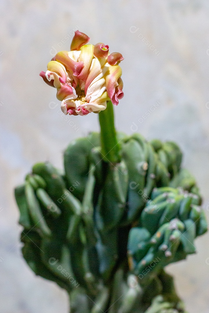 flor de cacto florescendo no Rio de Janeiro Brasil.