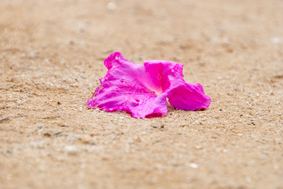 flor de hibisco rosa jogada no chão de terra no rio de janeiro.