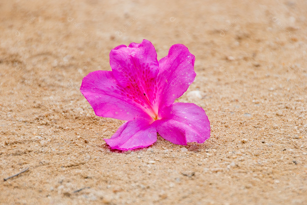 flor de hibisco rosa jogada no chão de terra no rio de janeiro.