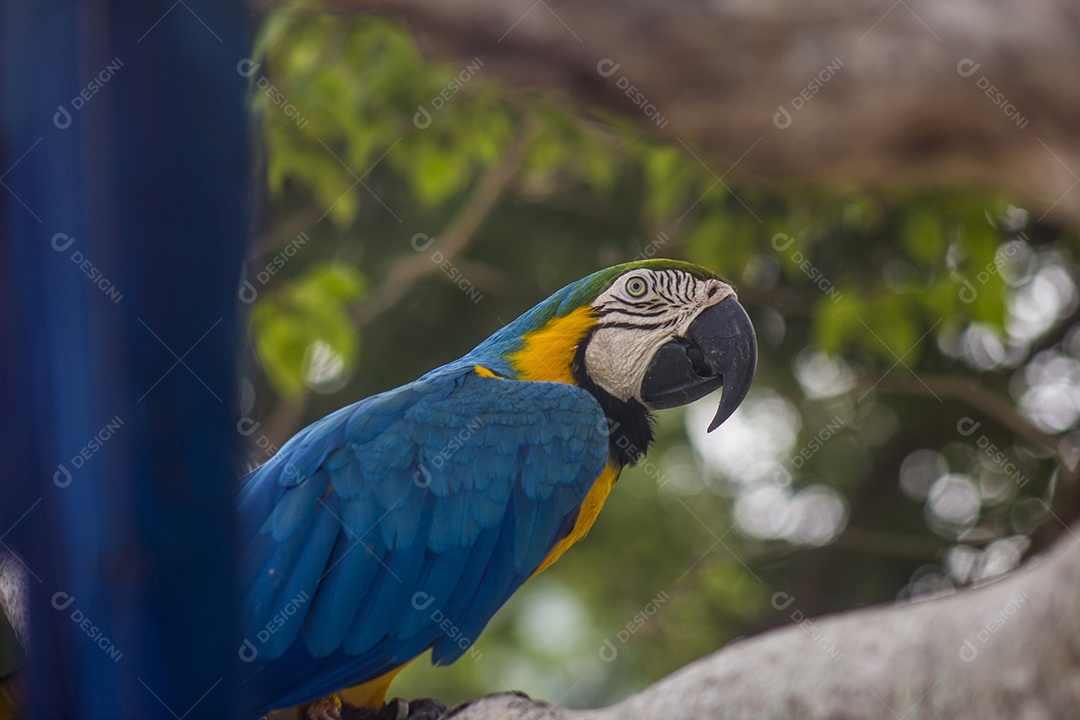 arara azul em pé em uma árvore no Rio de Janeiro, Brasil.