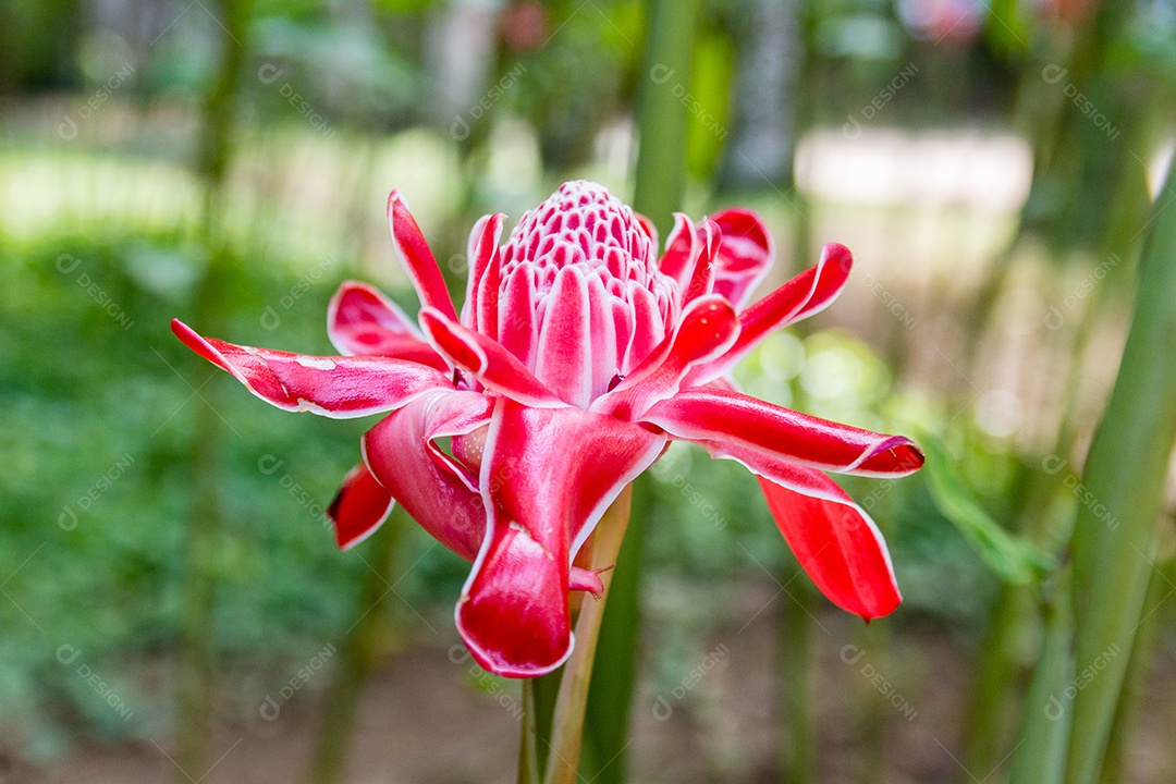 flor conhecida como Bastão do Imperador – Etlingera elatior em um parque no rio de janeiro.