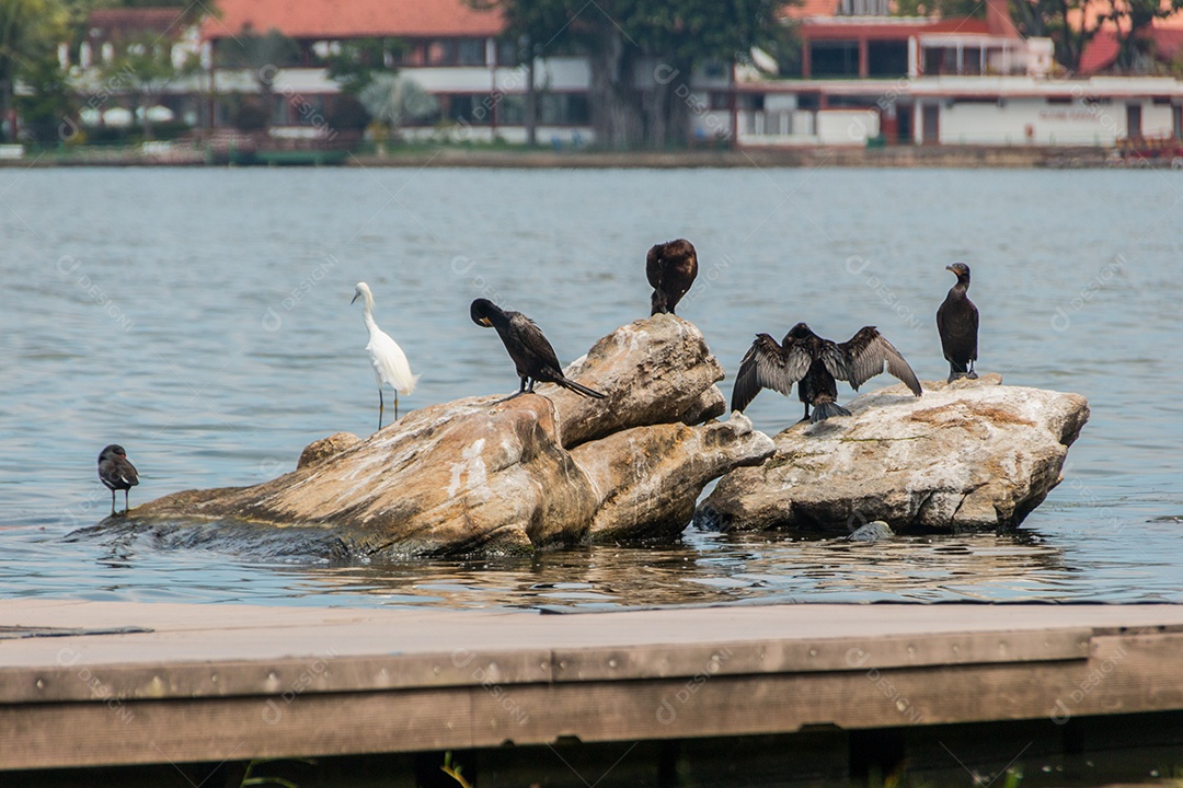 cormorão em uma rocha na lagoa rodrigo de freitas no rio de janeiro.