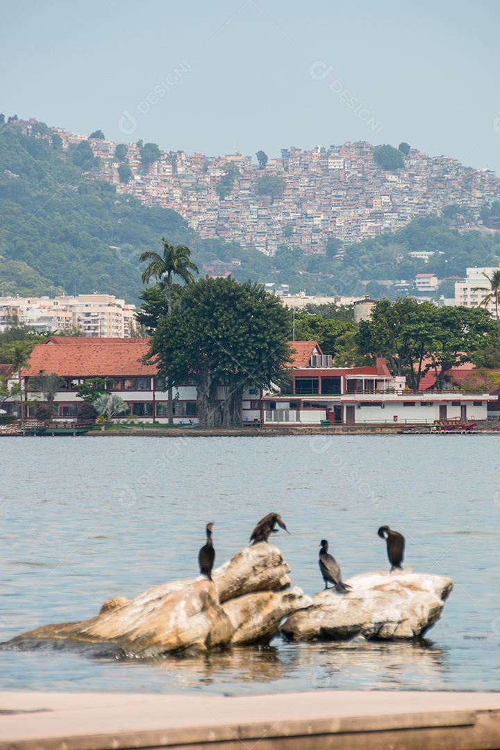 cormorão em uma rocha na lagoa rodrigo de freitas no rio de janeiro.