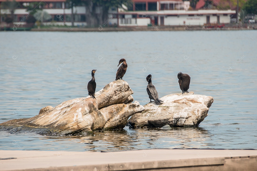 cormorão em uma rocha na lagoa rodrigo de freitas no rio de janeiro.