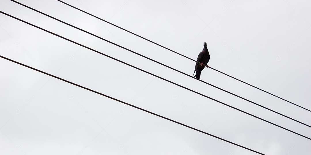 pombo no fio com fundo cinza no Rio de Janeiro, Brasil.