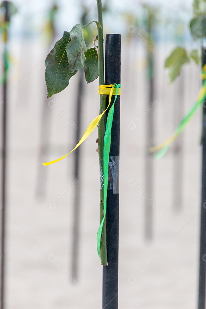 fita verde e amarela na cor da bandeira brasileira, decorando um pedaço de madeira na praia de Copacabana no Rio de Janeiro Brasil.