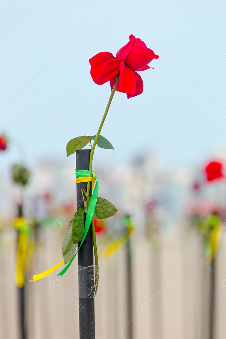 Rosa vermelha na areia da praia de Copacabana no Rio de Janeiro Brasil.