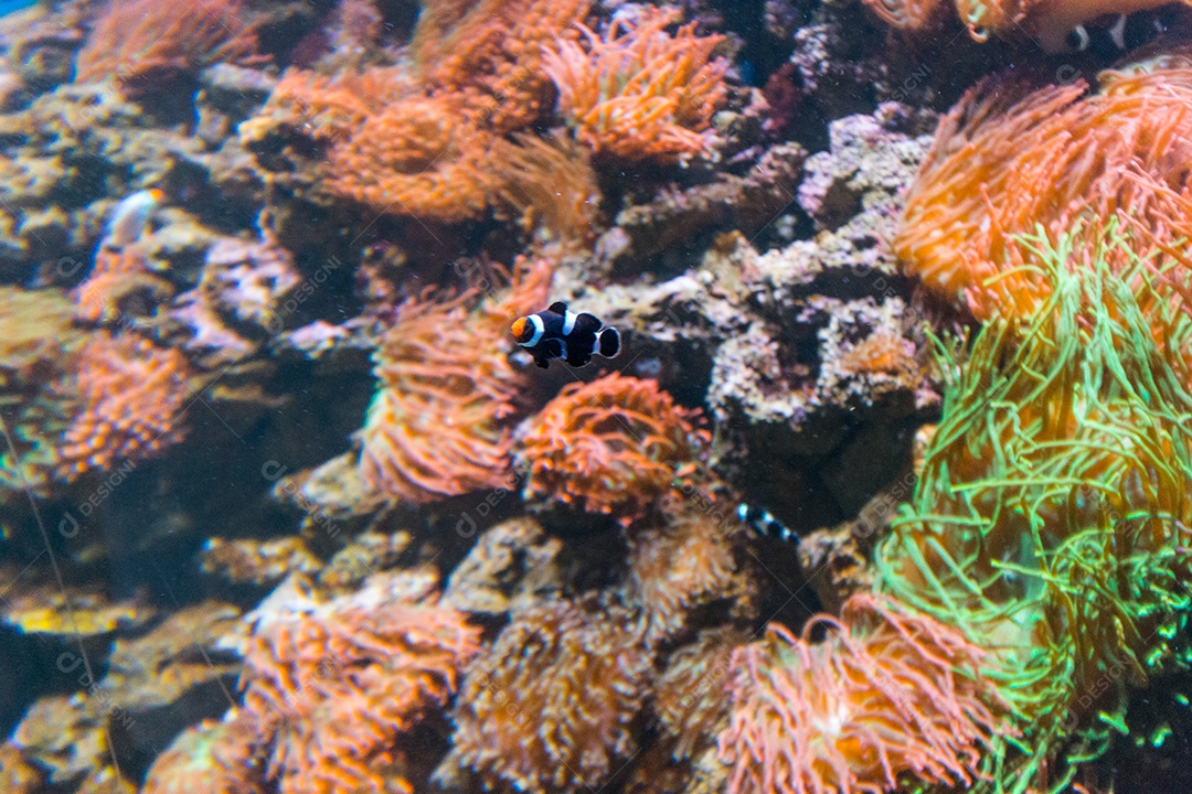 nemo peixe-palhaço em um aquário no Rio de Janeiro.