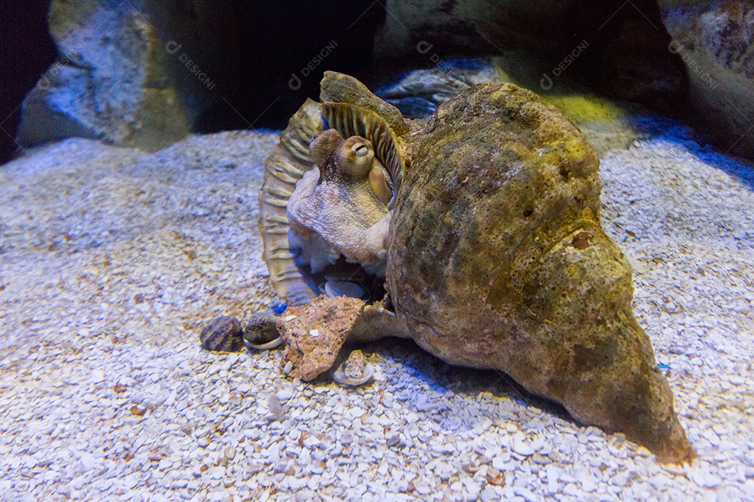 nemo peixe-palhaço em um aquário no Rio de Janeiro.