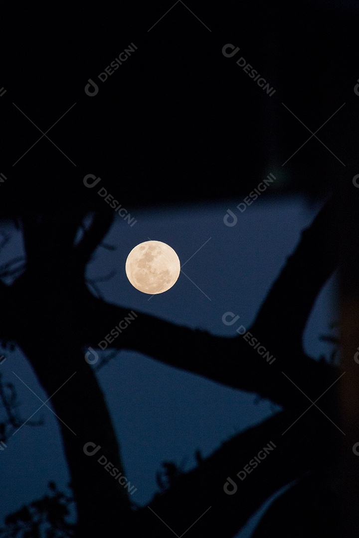 lua cheia com a silhueta de galhos no Rio de Janeiro.