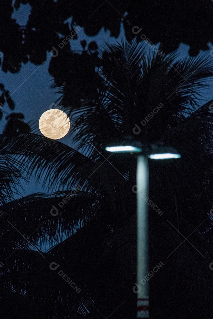 lua cheia com a silhueta de galhos no Rio de Janeiro.