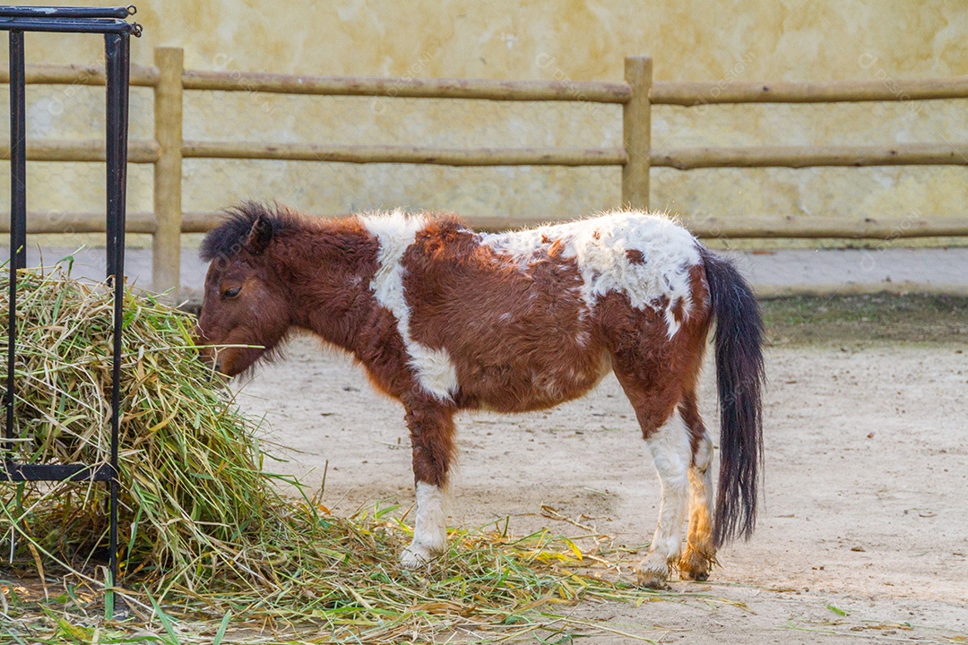 pônei ao ar livre no rio de janeiro Brasil.