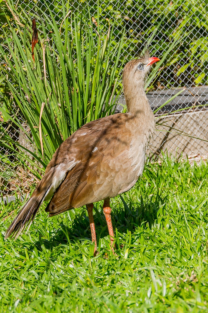 Seriema, ave típica dos cerrados brasileiros ao ar livre