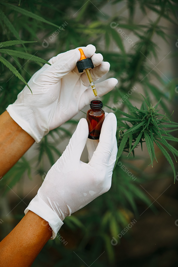 O cientista especialista com luvas verificando plantas de cannabis
