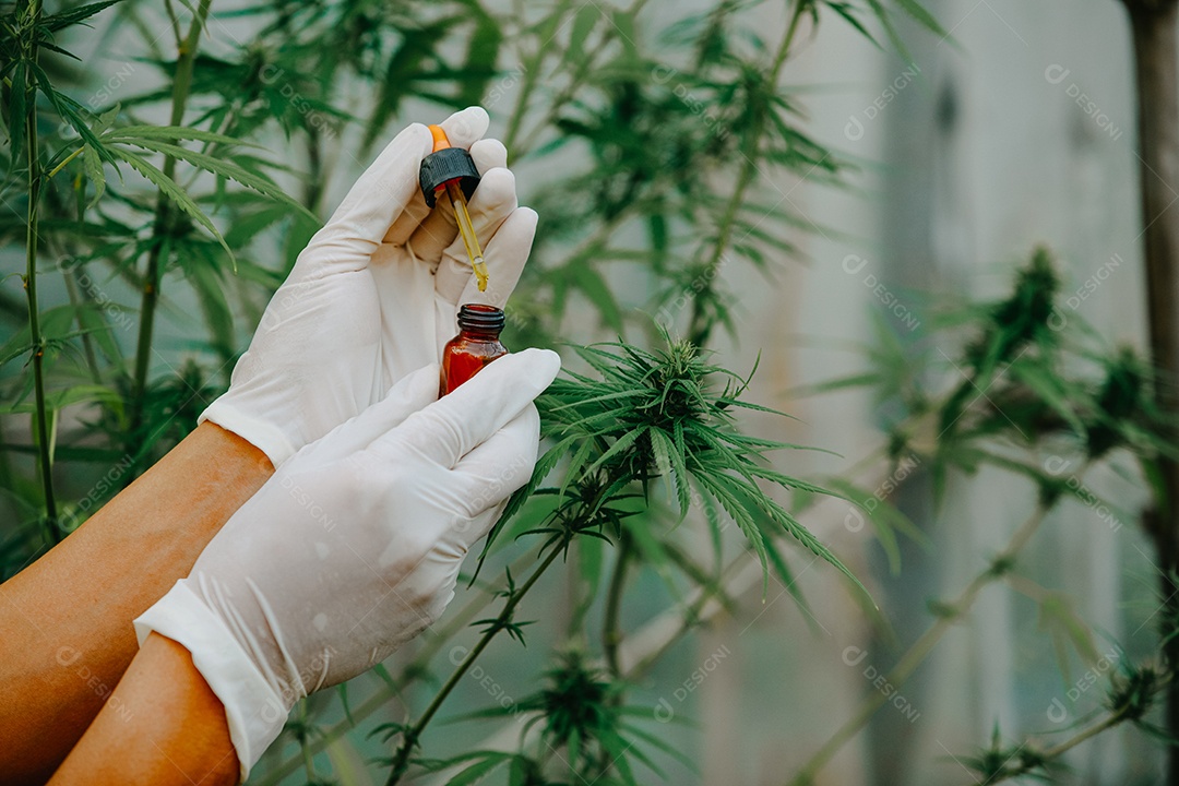 O especialista segurando uma garrafa de óleo de cânhamo CBD, doutor em óleo de cânhamo