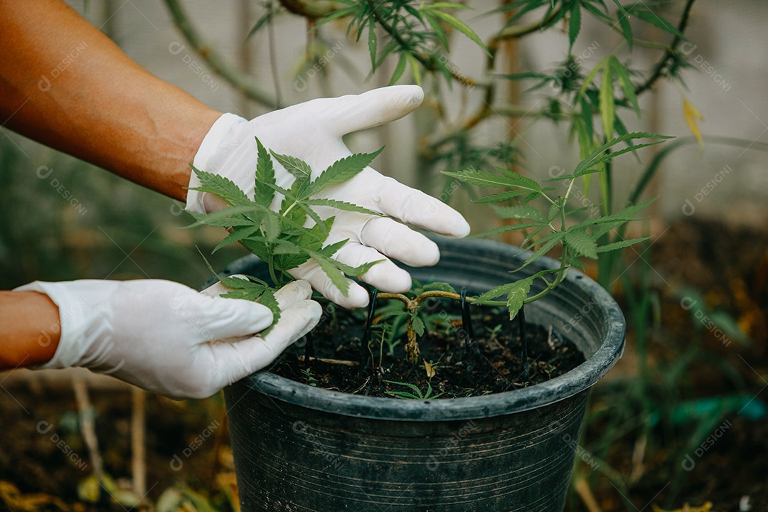 O cientista especialista com luvas verificando plantas de cannabis