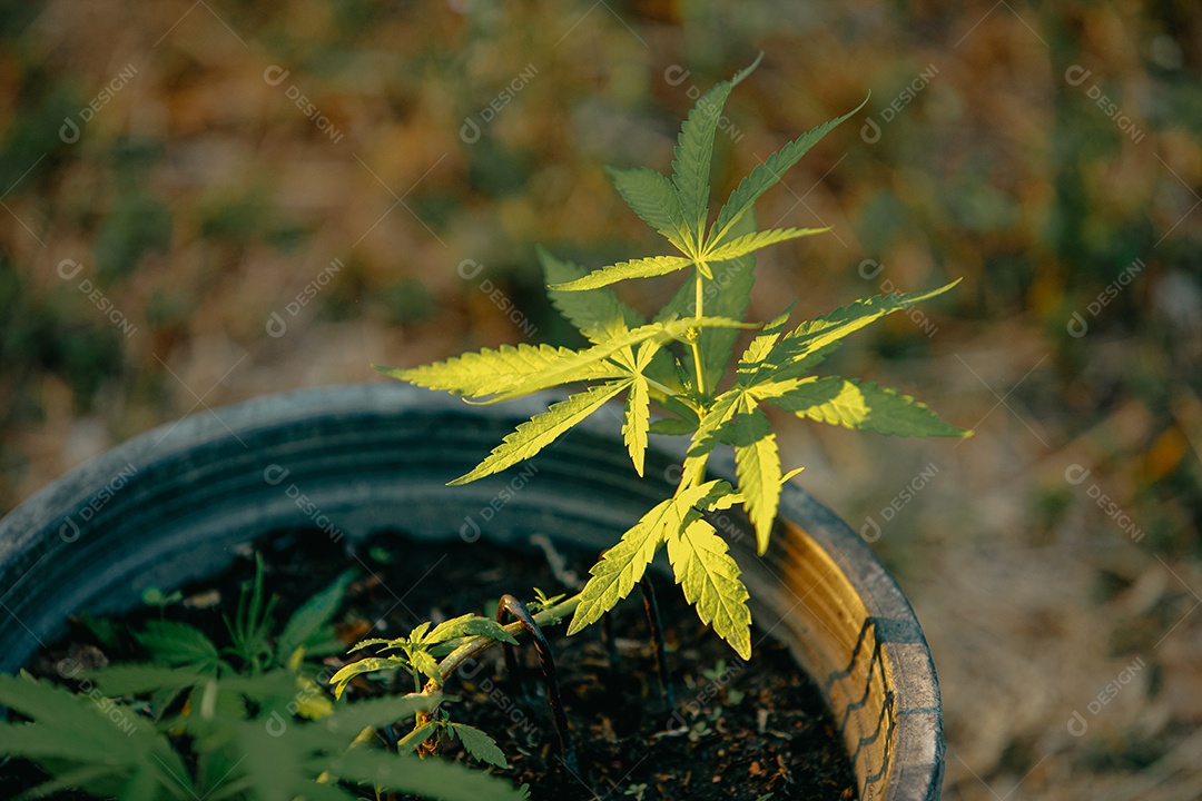 Plantas de cannabis em uma estufa. Conceito de alternativa à base de plantas