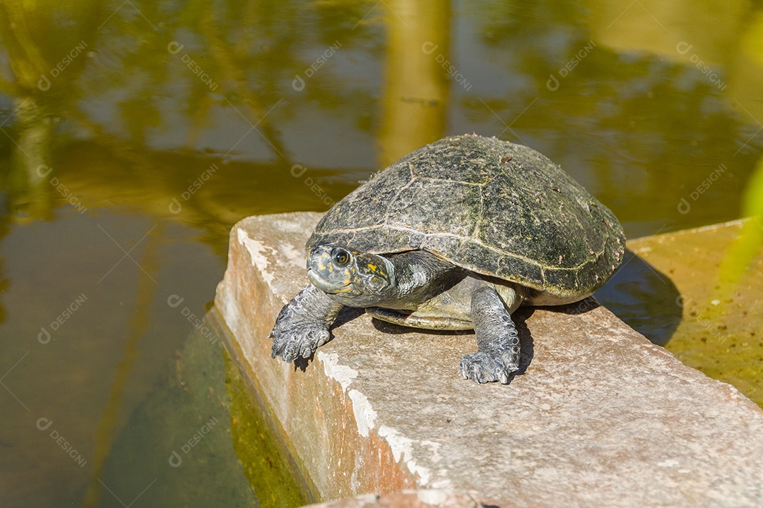 tartaruga ao ar livre no Rio de Janeiro, Brasil.