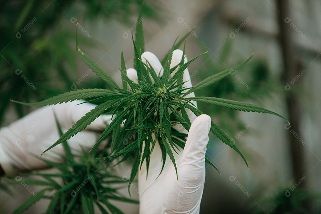 O cientista especialista com luvas verificando plantas de cannabis