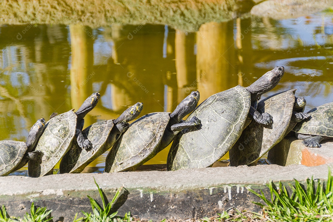 tartaruga ao ar livre no Rio de Janeiro, Brasil.