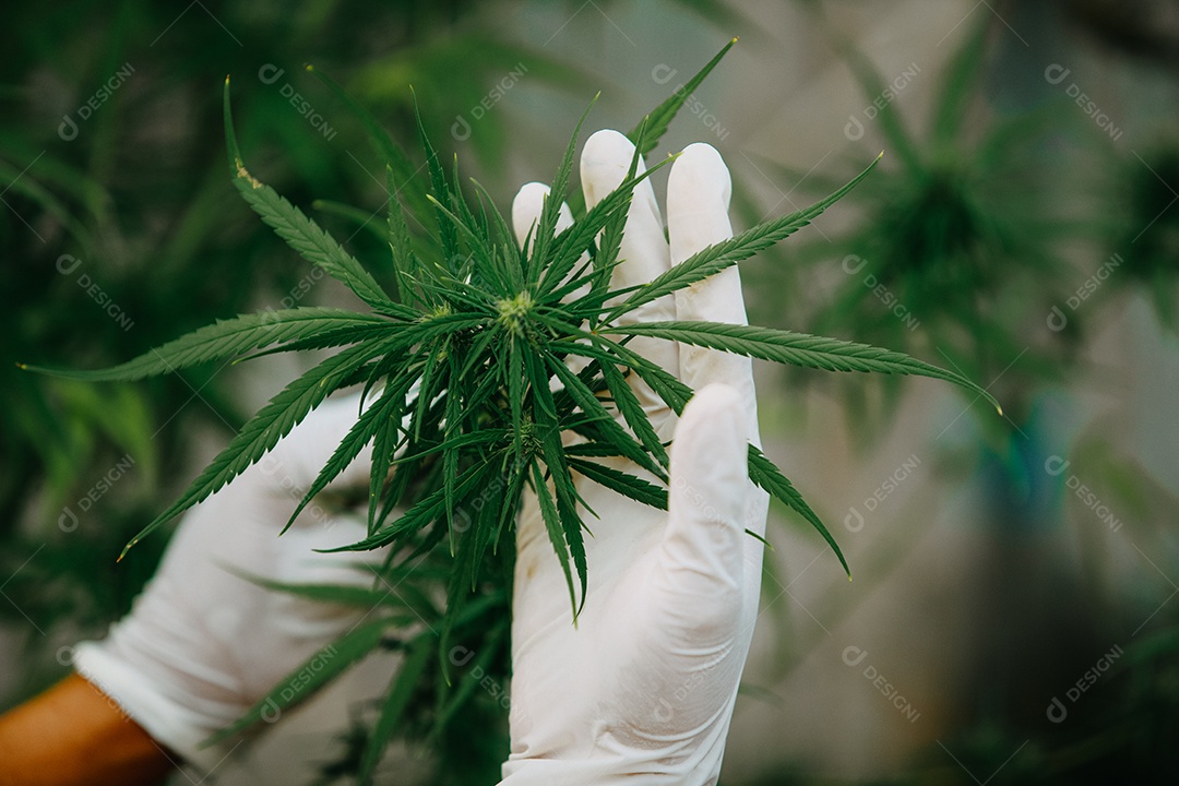 O cientista especialista com luvas verificando plantas de cannabis