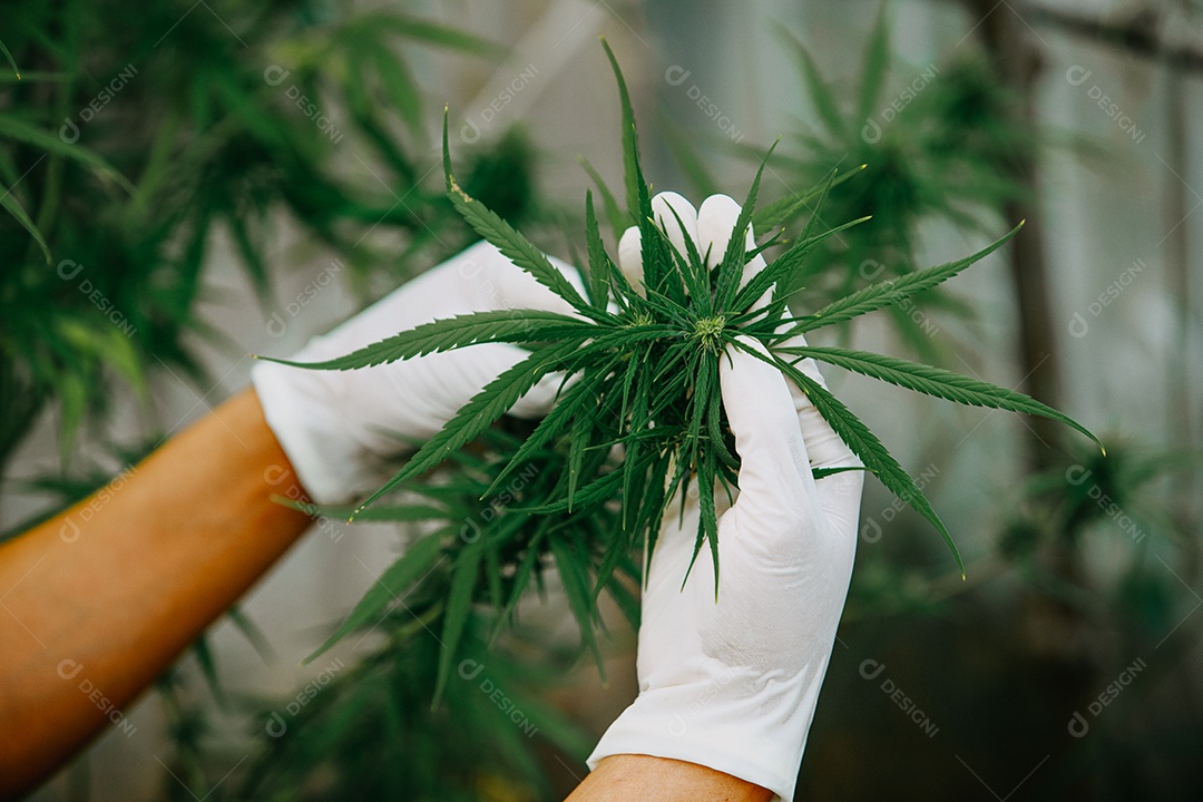 O cientista especialista com luvas verificando plantas de cannabis