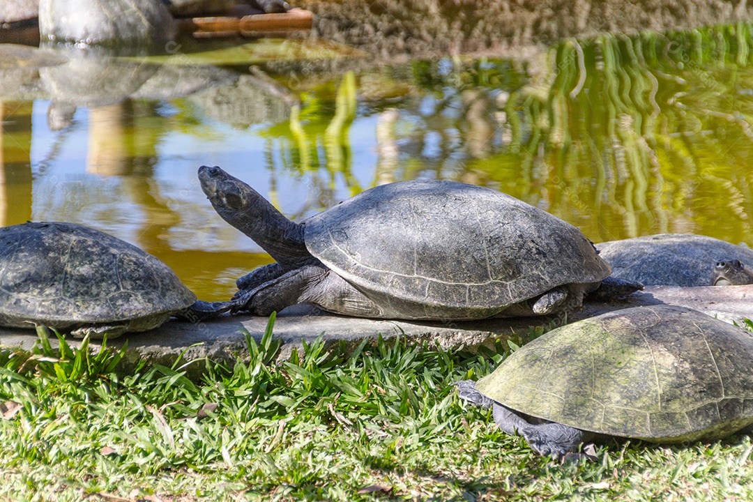 tartaruga ao ar livre no Rio de Janeiro, Brasil.