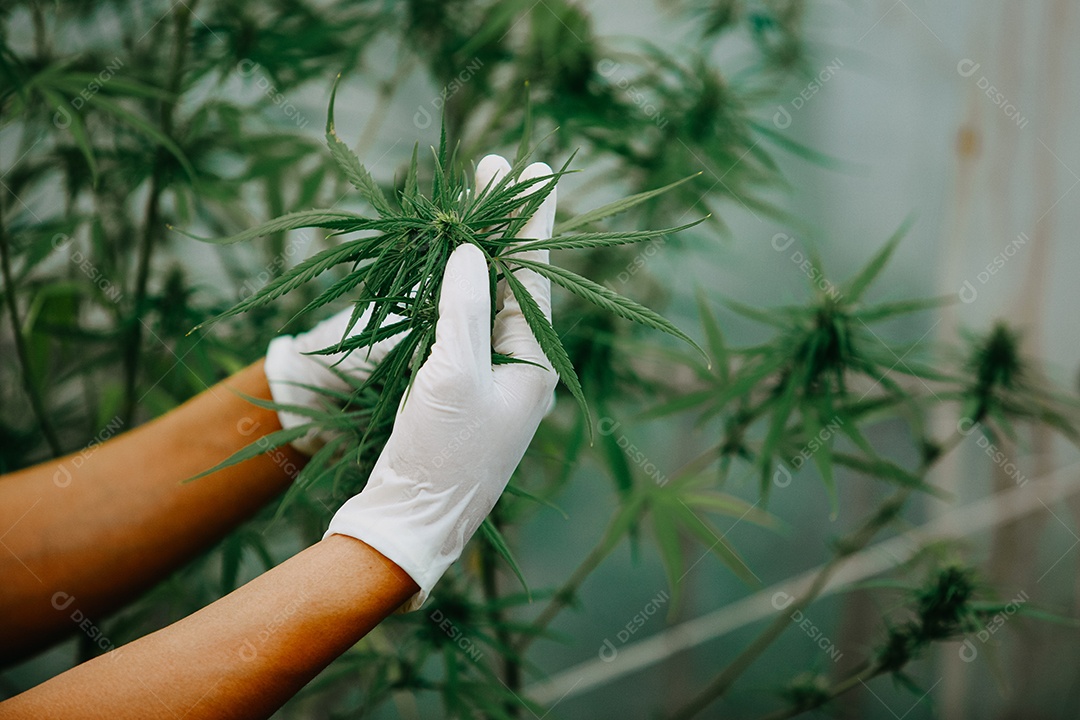 O cientista especialista com luvas verificando plantas de cannabis