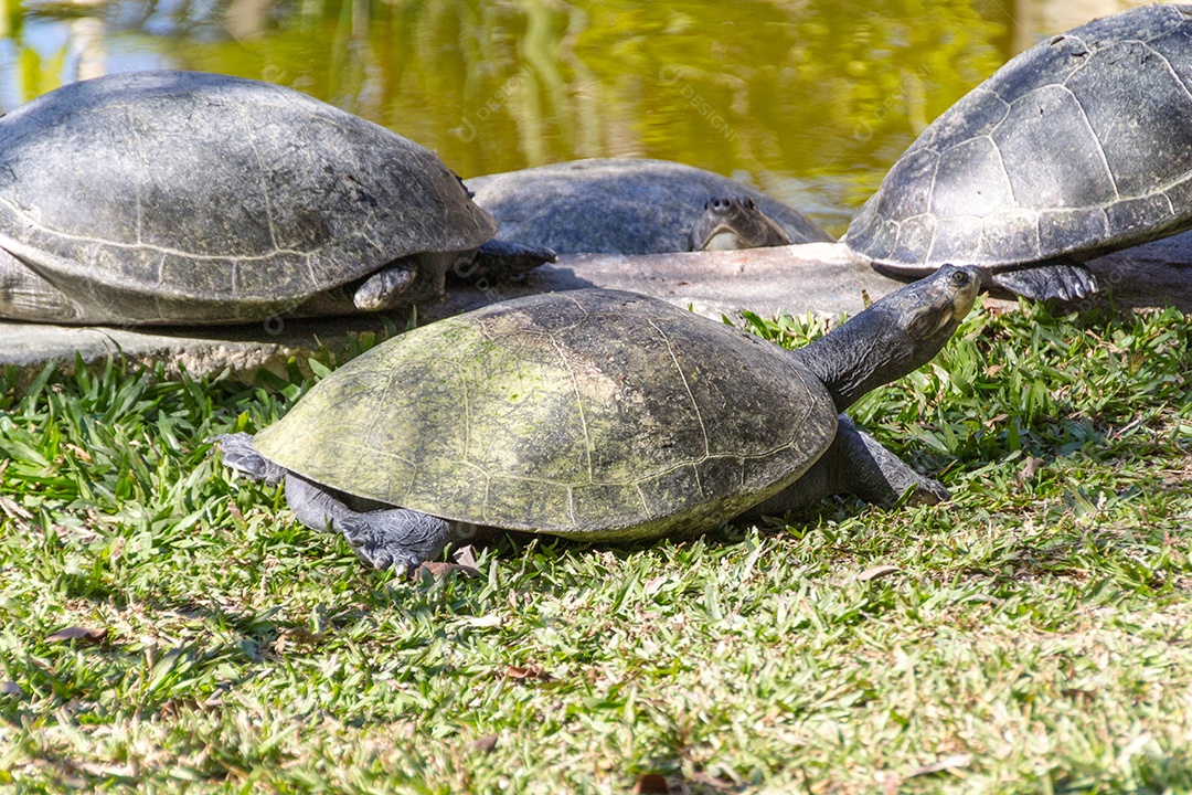 tartaruga ao ar livre no Rio de Janeiro, Brasil.
