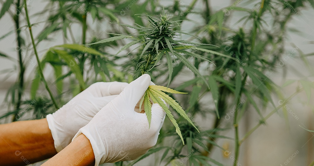 O cientista especialista com luvas verificando plantas de cannabis