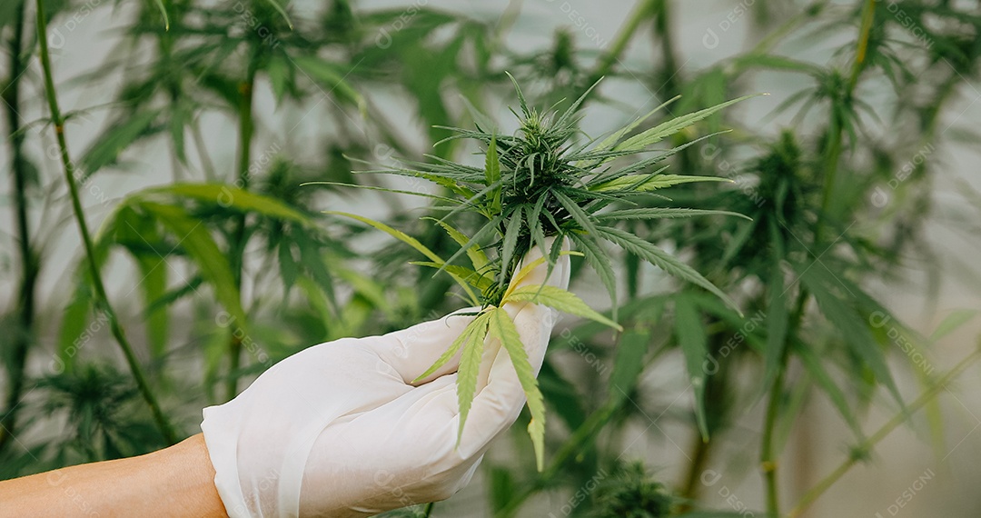 O cientista especialista com luvas verificando plantas de cannabis