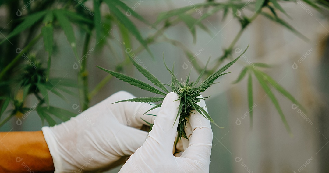 O cientista especialista com luvas verificando plantas de cannabis