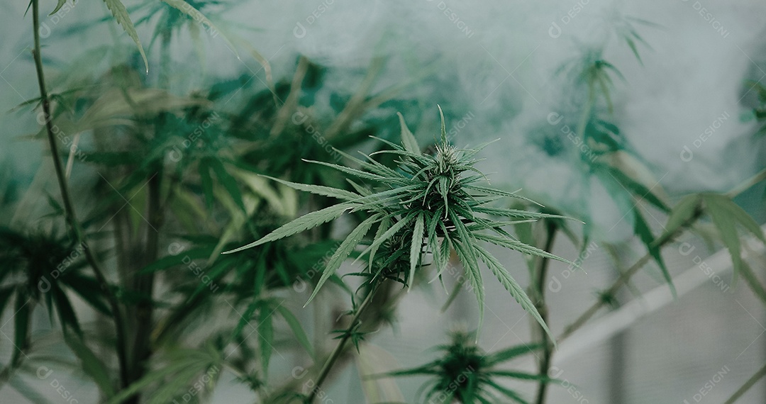 Plantas de cannabis em uma estufa. Conceito de alternativa à base de plantas