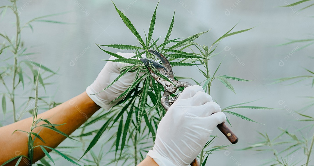 O cientista especialista com luvas podando plantas de cannabis