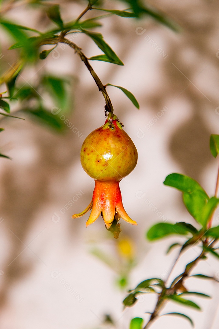 Romã em pé em um jardim no Rio de Janeiro.
